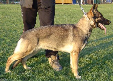 Pasca vom Lehrbacher Schloß | German Shepherd Dog 