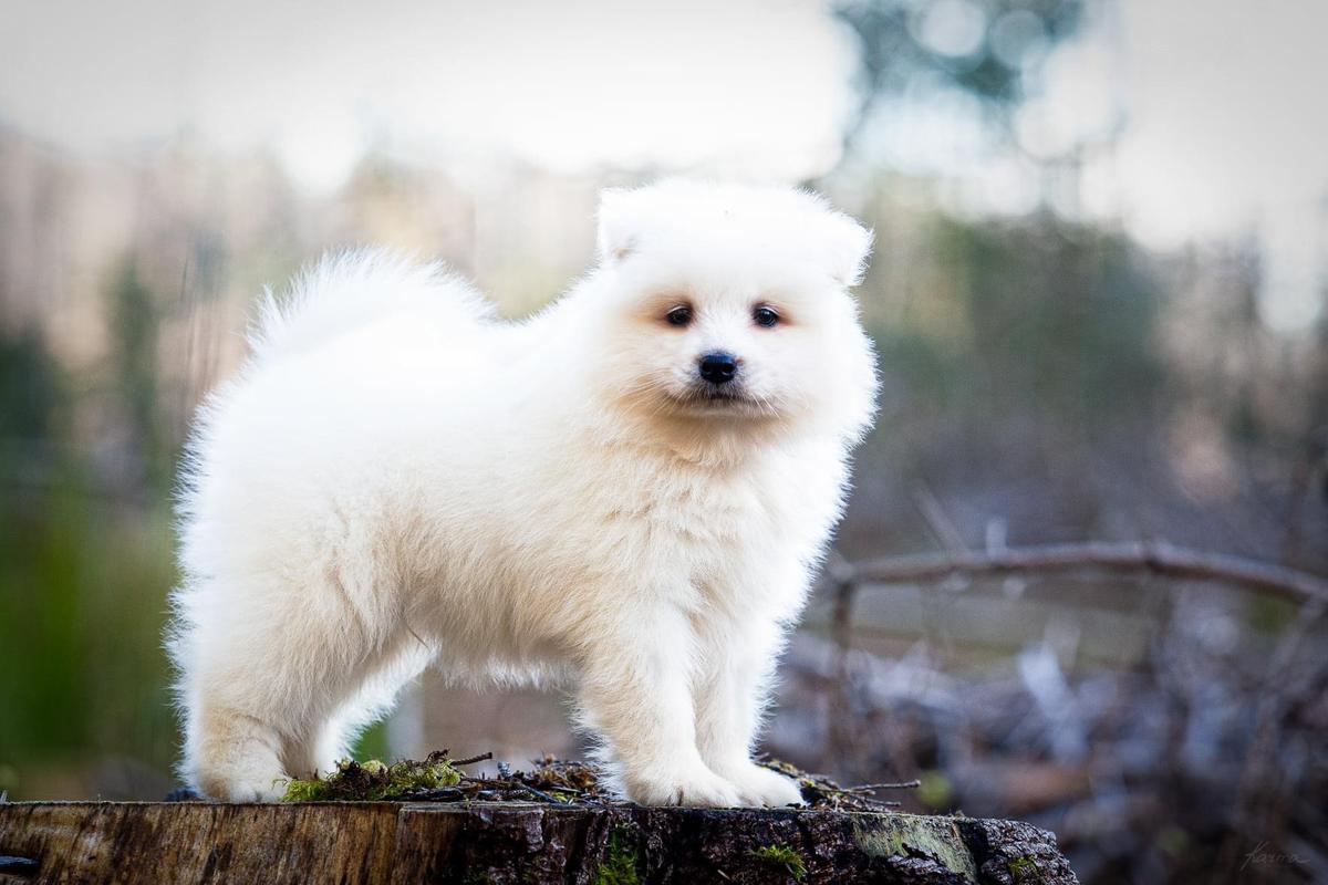 Penktas Elementas Invented by Edison | Samoyed 