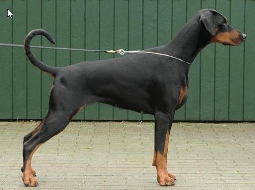 Tamlands Nina Ricci | Black Doberman Pinscher