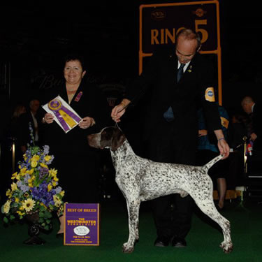 Robin Crest Spectacular Bid | German Shorthaired Pointer 