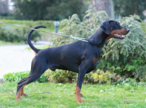 Tamlands Valentino Garavani | Black Doberman Pinscher