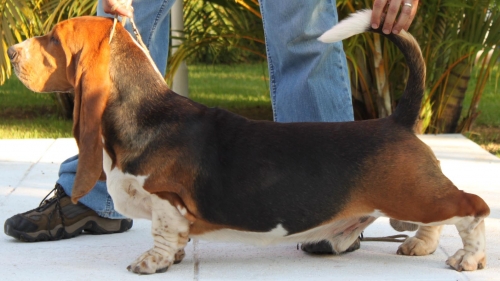 Great Tita's Latin Lover Boy | Basset Hound 