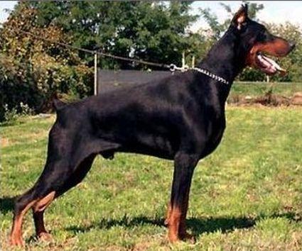 Tamlands Brabus Nasi | Black Doberman Pinscher