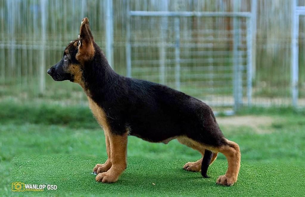 Symon vom Branch Mark | German Shepherd Dog 