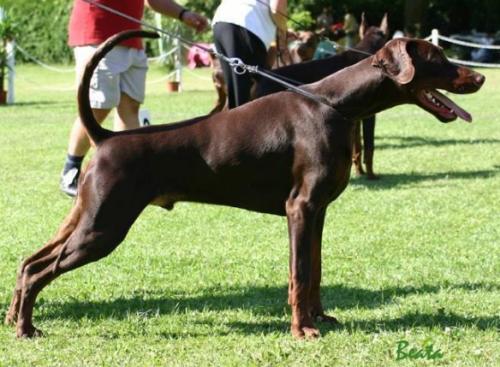 Tamlands Marc Jacobs | Brown Doberman Pinscher