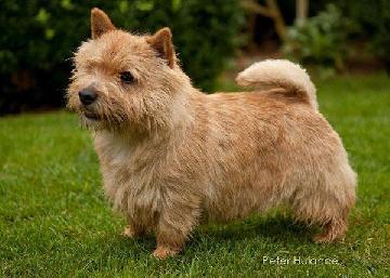 Cobby's Indesign | Norwich Terrier 