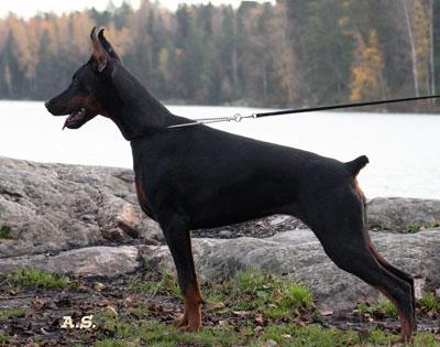 Santa Julf Ibiza | Black Doberman Pinscher