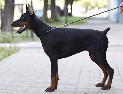 Santa Julf Impreza | Black Doberman Pinscher