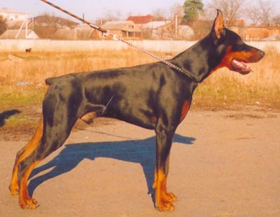 Don Kagjust Admiral | Black Doberman Pinscher