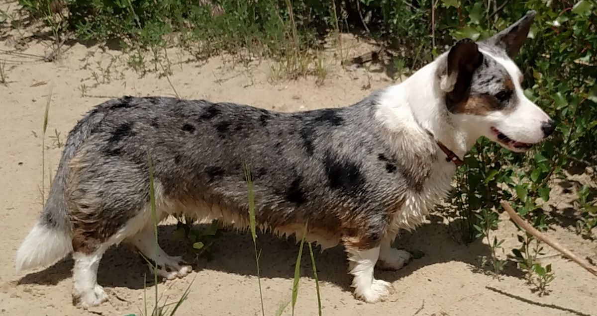 VISCA FOR BASMANOFF IZ GVARDII CORGOS | Cardigan Welsh Corgi 