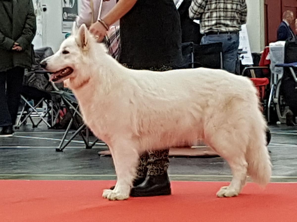 Shamrock Sheperds Daydream | White Swiss Shepherd Dog 