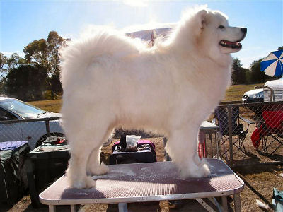 Domperignon Di Casa Rebosio | Samoyed 