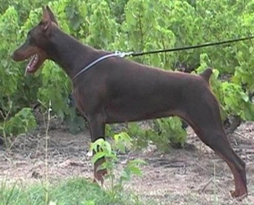 Tabata des Ceps Fleuris | Brown Doberman Pinscher