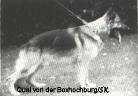 Quai von der Boxhochburg | German Shepherd Dog 