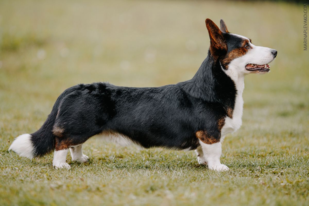 Vegas iz Gvardii Corgos | Cardigan Welsh Corgi 