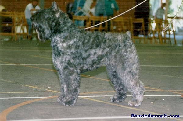 Koeschna Elke v.h. Molengat | Bouvier des Flandres 