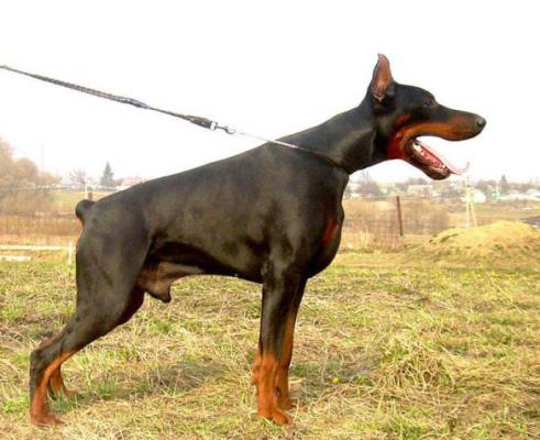 Rossiiskiy Kolorit Mavr Venezianskiy | Black Doberman Pinscher