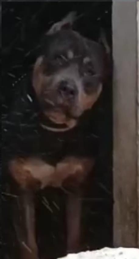 Capuccino | American Staffordshire Terrier 