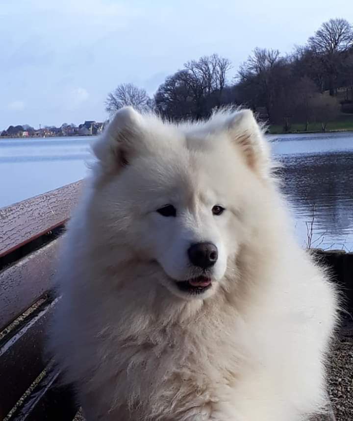 LIKE A DREAM BYRON Of Karasea | Samoyed 