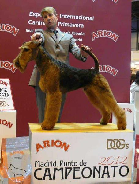 joval angel's conquistador | Airedale Terrier 