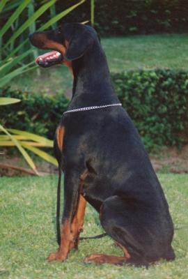 Danika v. Norden Stamm | Black Doberman Pinscher