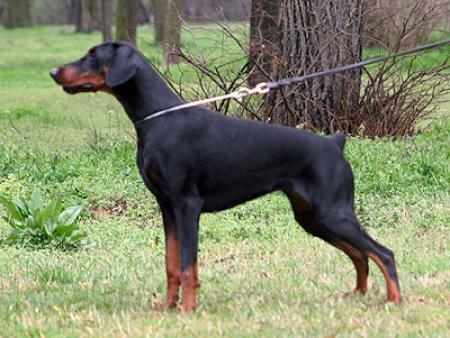 Miracle v. Morosso | Black Doberman Pinscher