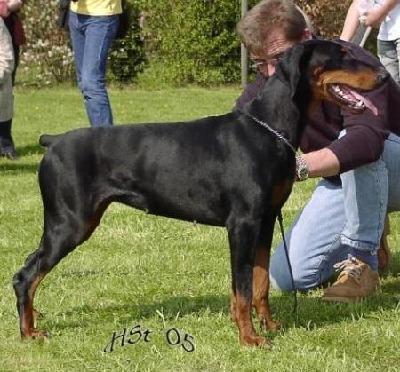 Branka v. Hellerwald | Black Doberman Pinscher