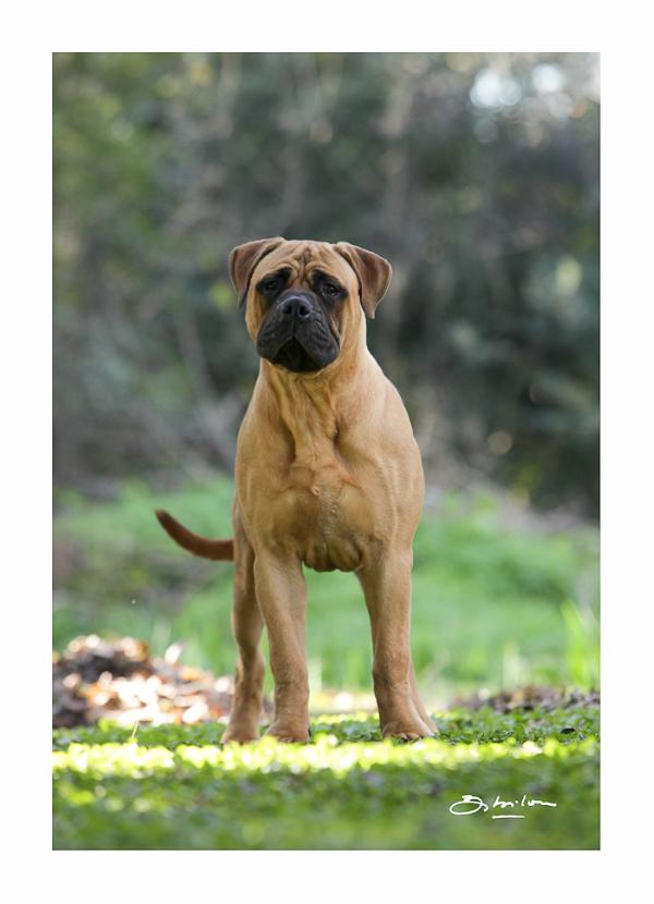 Indiana des jardins d´atlantis | Bullmastiff 