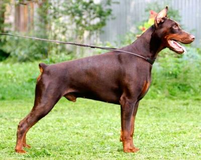 Izrafel Abe Atentator | Brown Doberman Pinscher