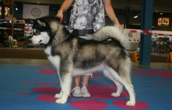 Bright northern star'S discovery | Alaskan Malamute 