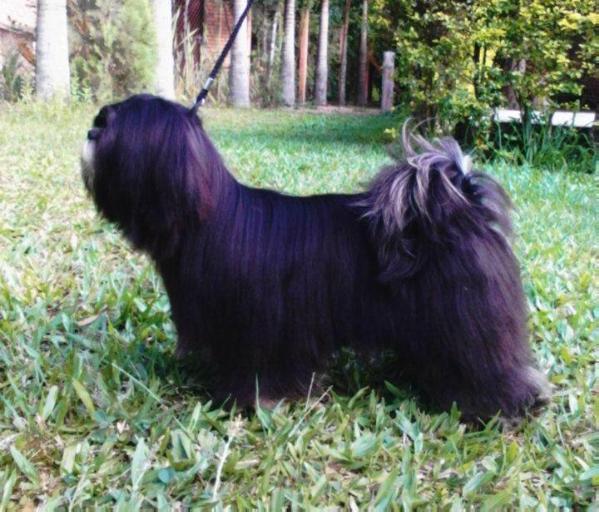 Lindsay of Menezes'Star | Lhasa Apso 