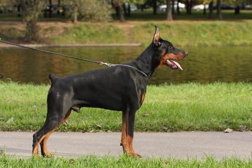 Izrafel Athos Pathos | Black Doberman Pinscher