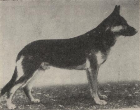 Baron von den Deutschen Werken | German Shepherd Dog 