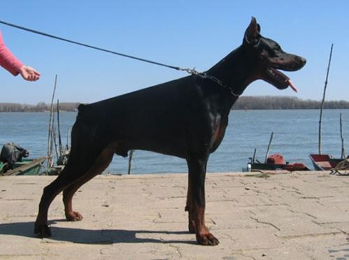 Izrafel Abe Arroganto | Black Doberman Pinscher