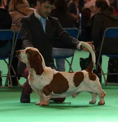 nhabira kickof | Basset Hound 