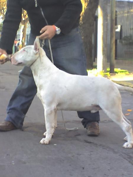 Chompiras de Peracho | Bull Terrier 