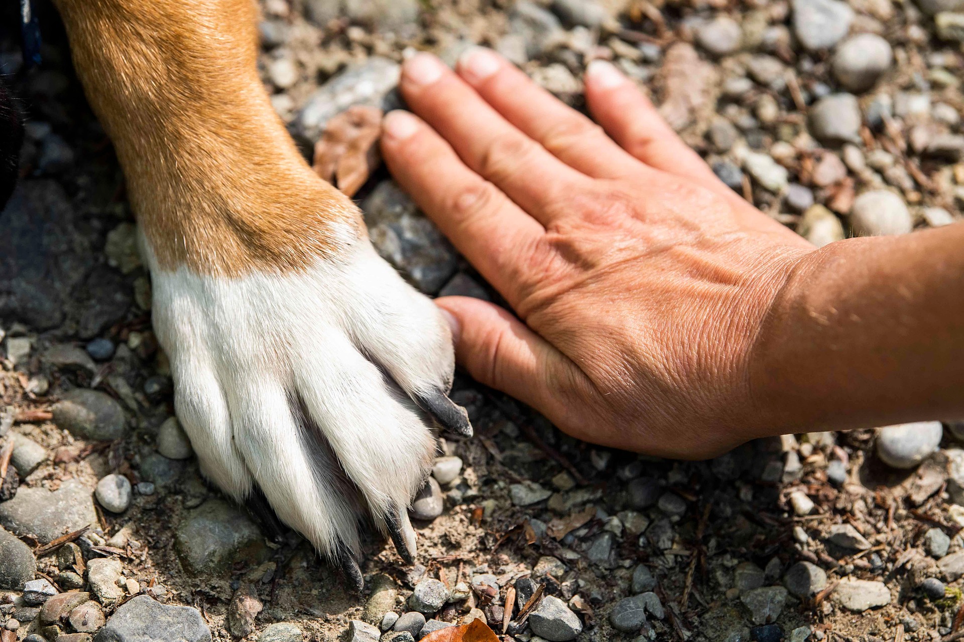 Pet-Friendly Home Tips: Create a Safe and Cozy Space