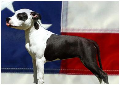 Fabulous Flame of Eternity Keumgang | American Staffordshire Terrier 