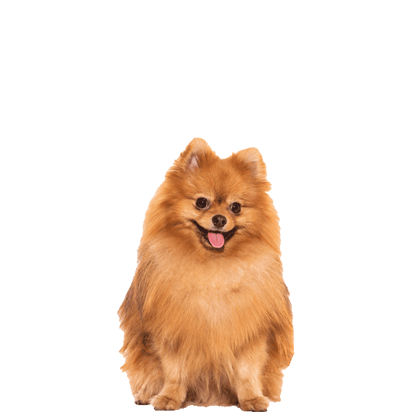 Pomeranian