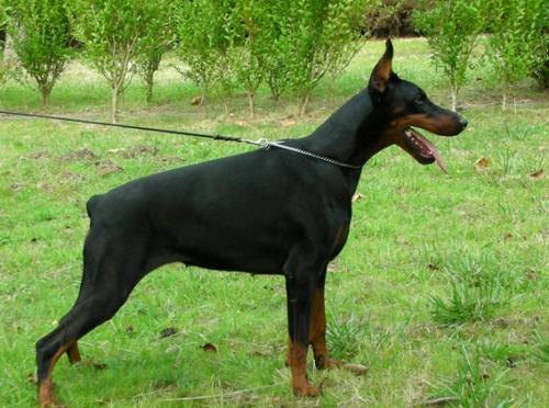 Izrafel Angelina | Black Doberman Pinscher