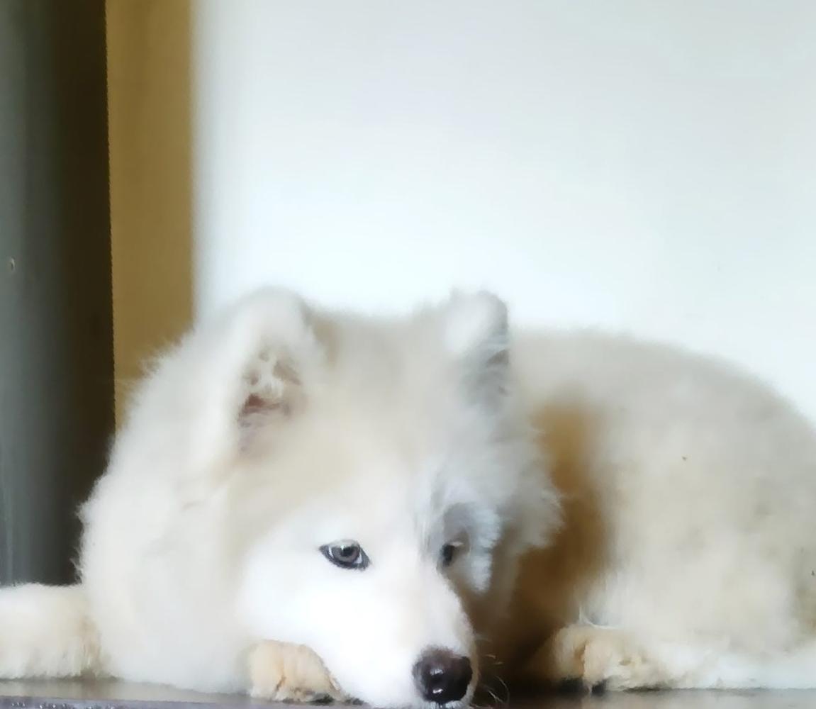 Donya Belaya Siren' | Samoyed 