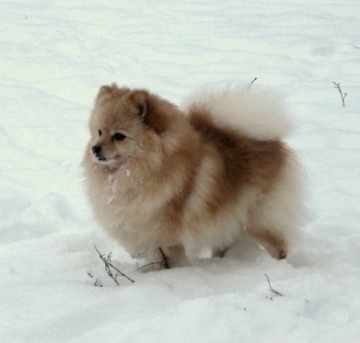 Veseli Gnom Miranda | German Spitz 