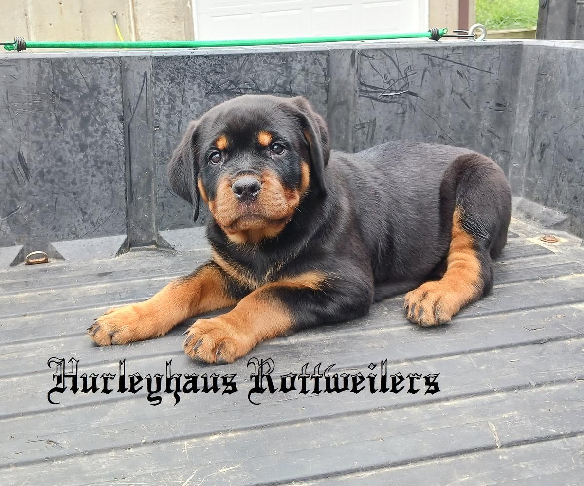 Kenedi Vom Hurleyhaus | Rottweiler 