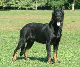 Quaigon (1) | Beauceron 