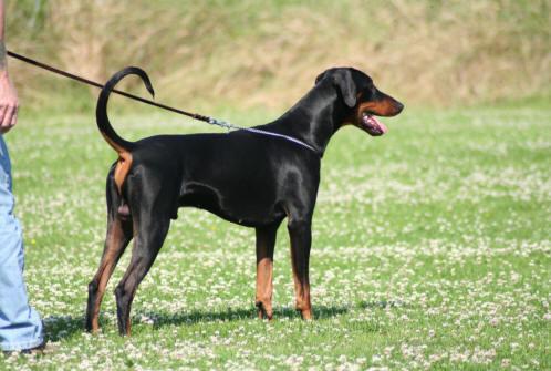 Briska's Arrac | Black Doberman Pinscher