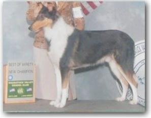 Special Best Dressed List | Smooth Collie 