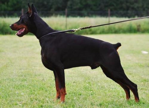 Kasanowa King Tromelin | Black Doberman Pinscher