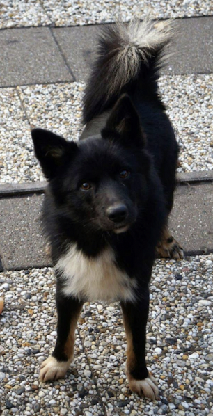 Raki van Rogici | Icelandic Sheepdog 