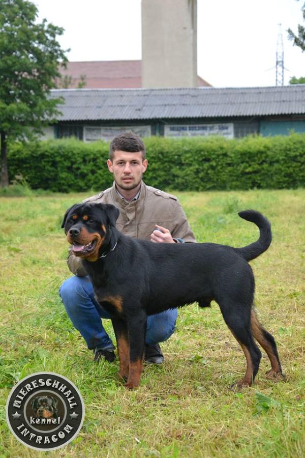 Neo Blackrosesrot | Rottweiler 