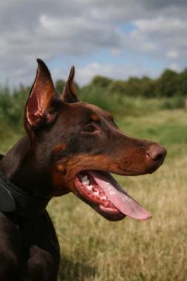 Kartagina Keris Tromelin | Brown Doberman Pinscher